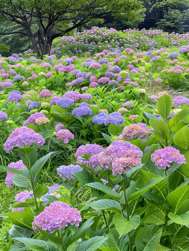 夏日微風中，西安繡球花海等你來擁抱