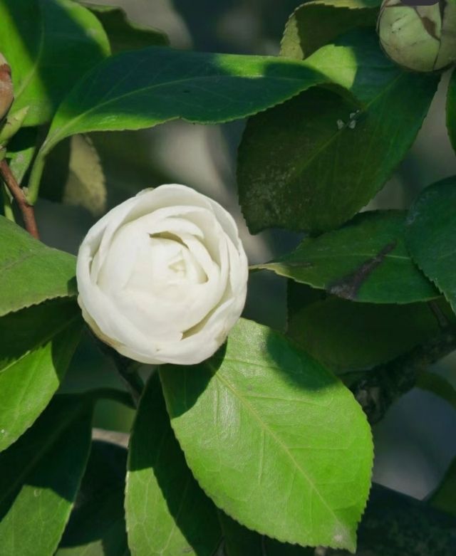 南京情侶園茶花|相比紅色，更喜歡白色山茶