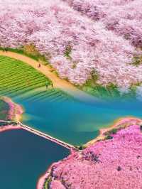 絕不輸日本！ | 全球最大最美櫻花園！！