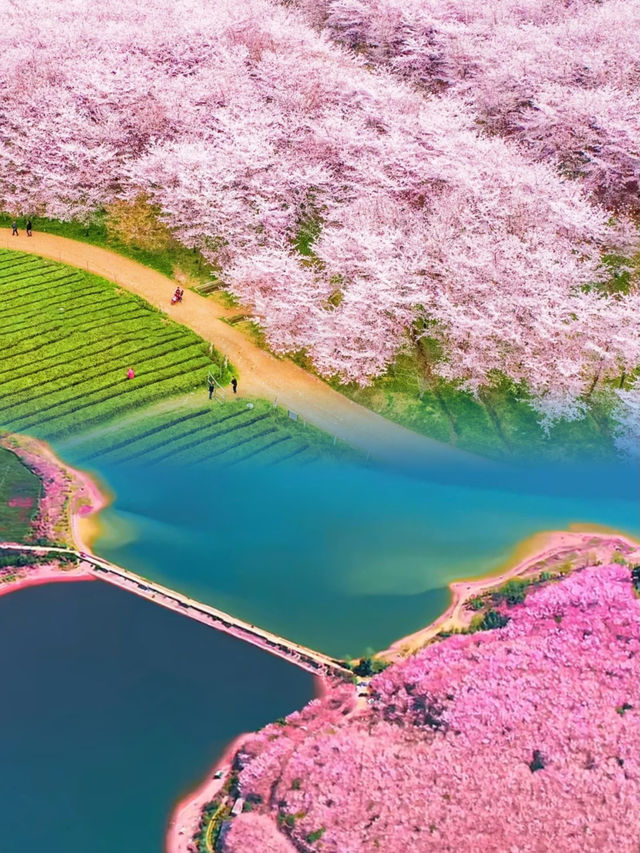 絕不輸日本！ | 全球最大最美櫻花園！！