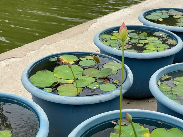 休閒好去處——上海桃浦中央綠地