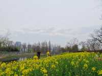 上海賞花｜後灘濕地公園油菜花開啦！