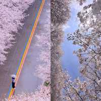 長沙｜櫻花大道·晚安文化公園