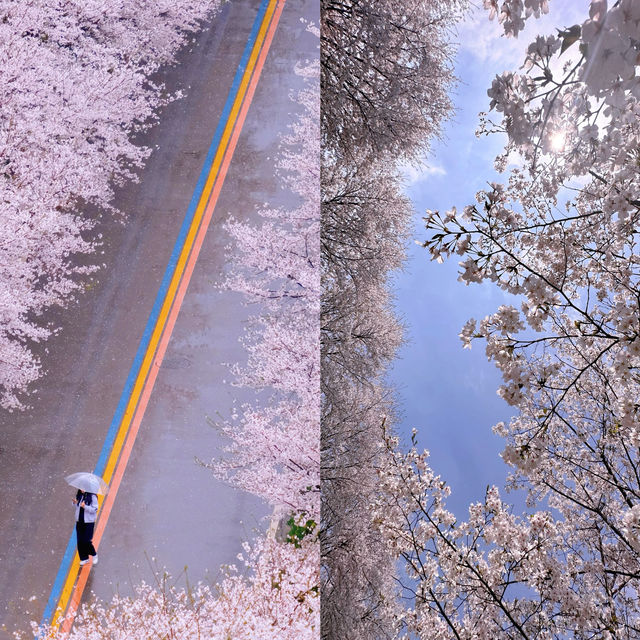 長沙｜櫻花大道·晚安文化公園