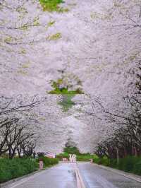 長沙｜櫻花大道·晚安文化公園