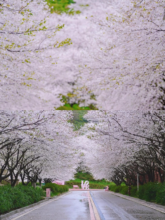 長沙｜櫻花大道·晚安文化公園