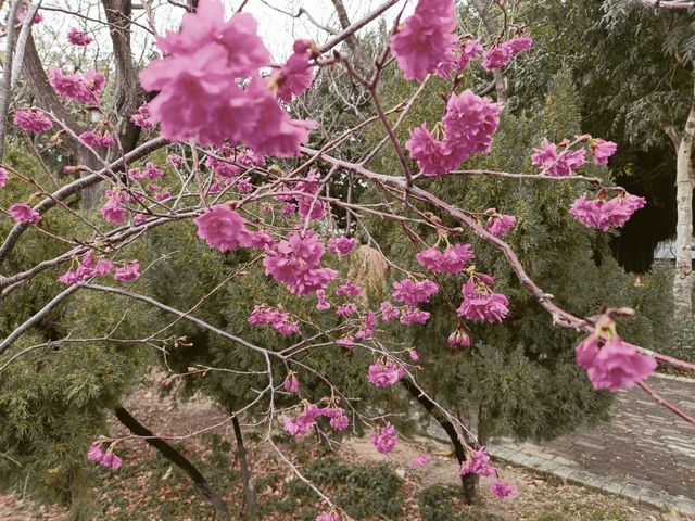 台中北屯黃色，粉色風鈴花