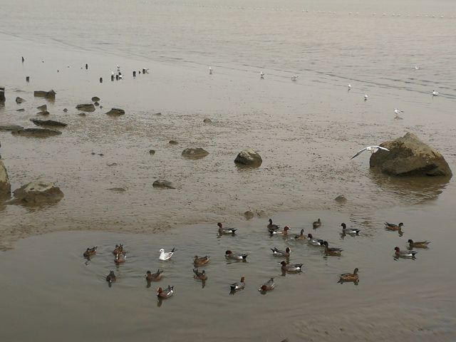 探索自然與繁華：深圳紅樹林與歡樂海岸雙重體驗之旅