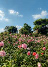 不在國外！在深圳香蜜湖公園也太浪漫了吧