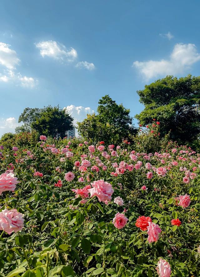不在國外！在深圳香蜜湖公園也太浪漫了吧