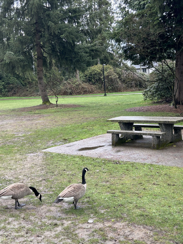 大溫地區的中央公園