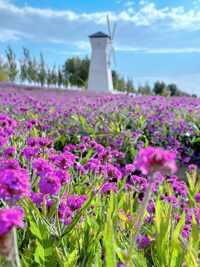 呼和浩特的大黑河郊野公園，馬鞭草花海之約！