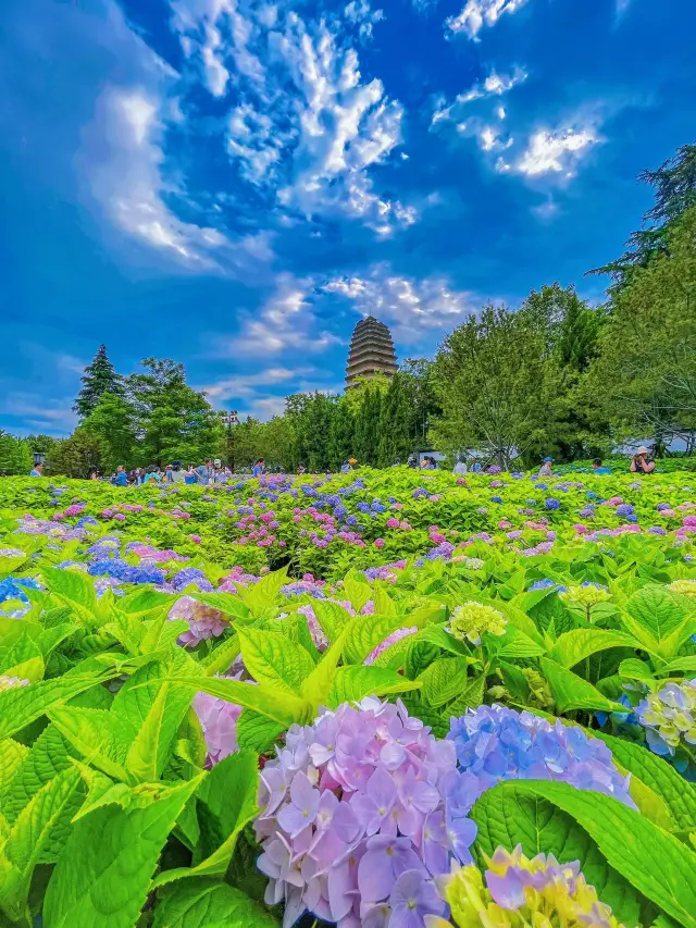 Xi'an Photo Spots|Let's see who hasn't come to see the hydrangeas yet