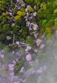 三月深圳賞花聖地，錯過要等一年