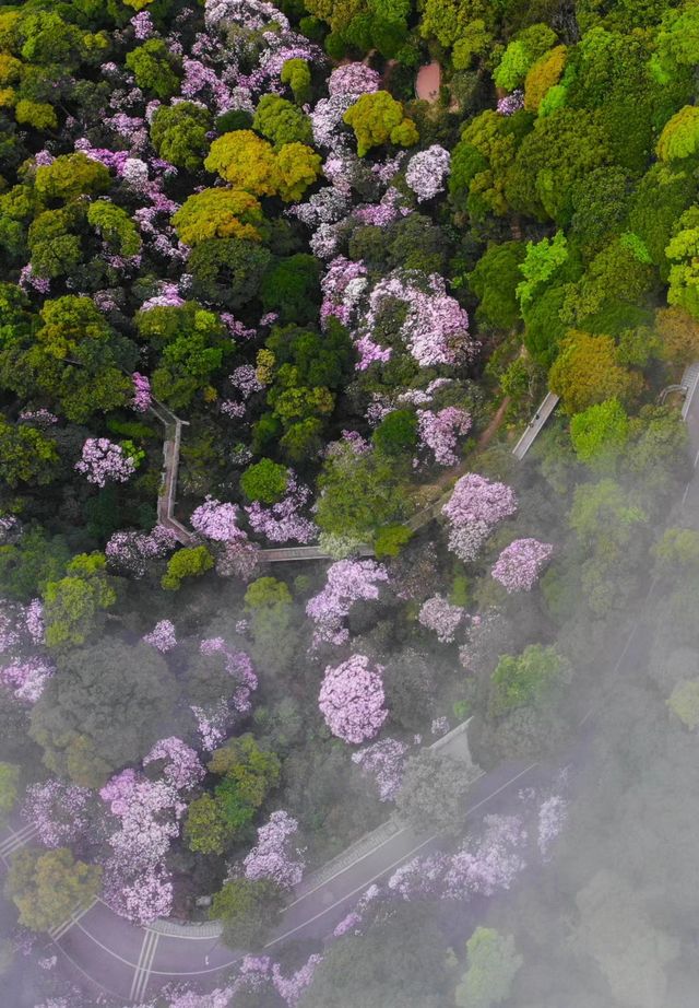 三月深圳賞花聖地，錯過要等一年