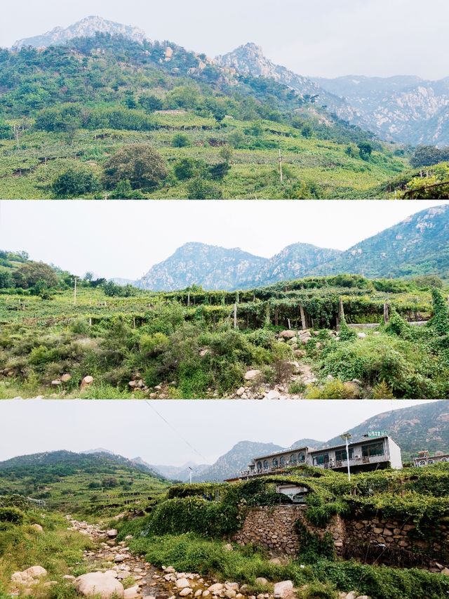 冀C秦皇島｜曹操觀滄海的碣石山，藏著一個葡萄小鎮