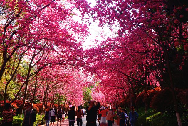 雲南櫻花有多美？三月的洛龍公園告訴您！