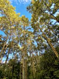 北京的初秋，先洒落在喇叭沟原始森林公園