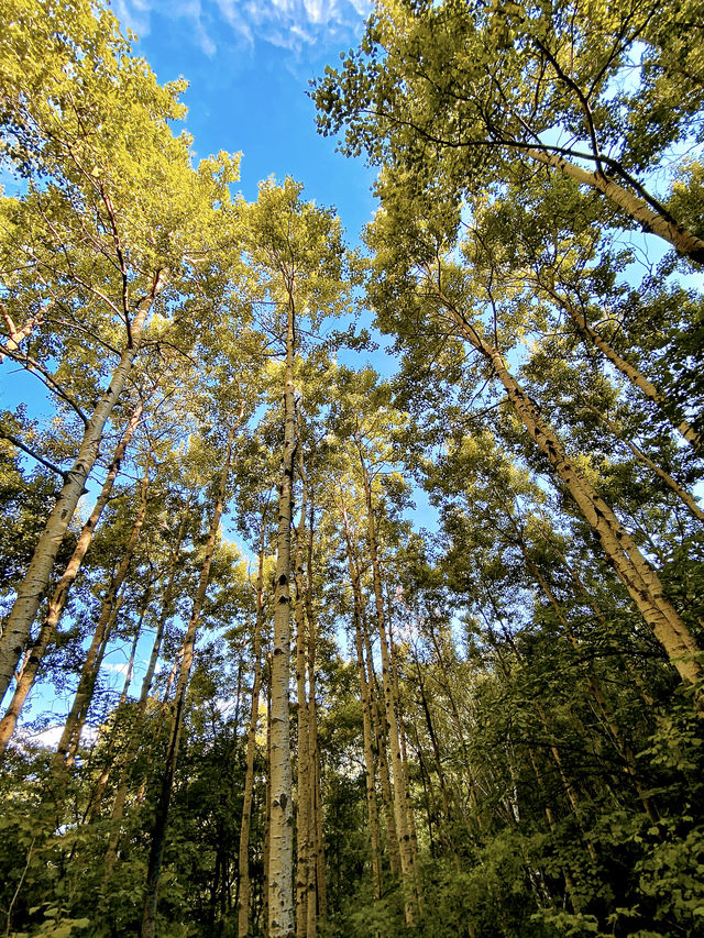 北京的初秋，先洒落在喇叭沟原始森林公園