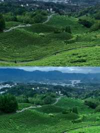 春日出遊|來貴陽神鵲茶場“飲春茶望山川湖泊”