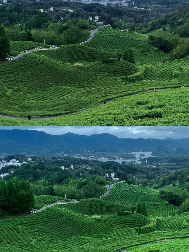 春日出遊|來貴陽神鵲茶場“飲春茶望山川湖泊”