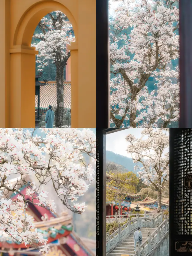 Stop crowding Faxi Temple! The century-old magnolias at Chanyuan Temple are stunningly beautiful!