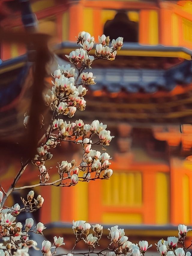 只要8塊錢就能在蘇州享受三月裡醉美的玉蘭花