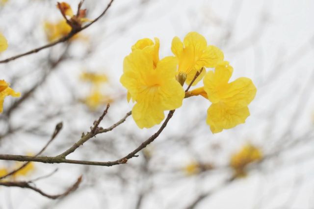 想和你分享南寧格桑花的春日來信