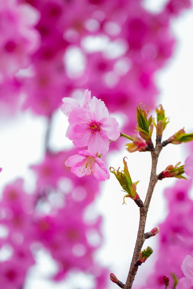 春天到大村賞花吧