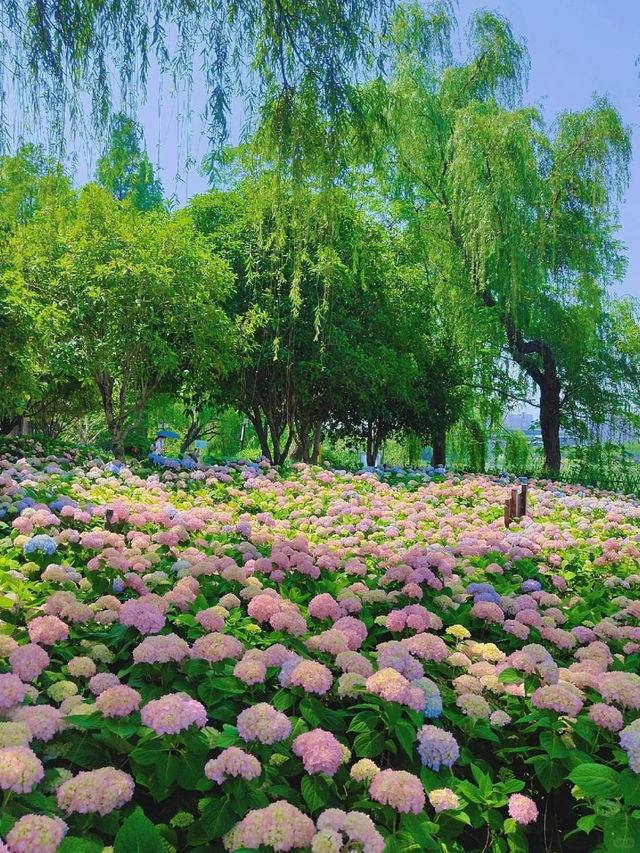 Charming Destinations in Wuhan 🌸