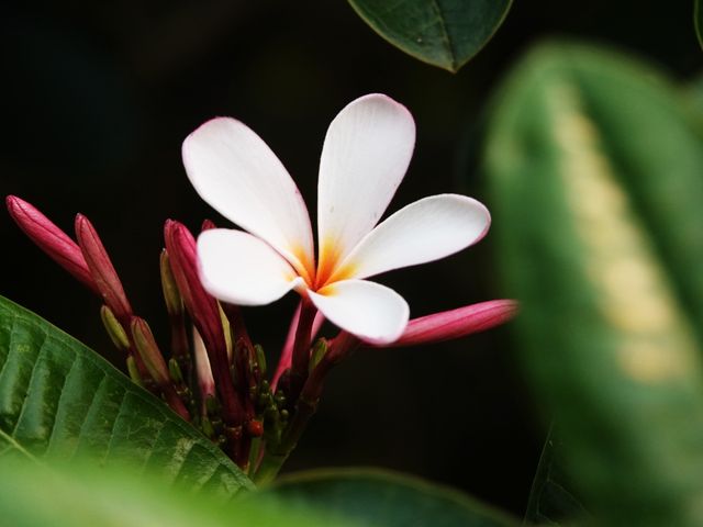 龍年足跡（26）——西雙版納熱帶花卉園