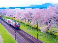 Thousand Sakura Flower Garden