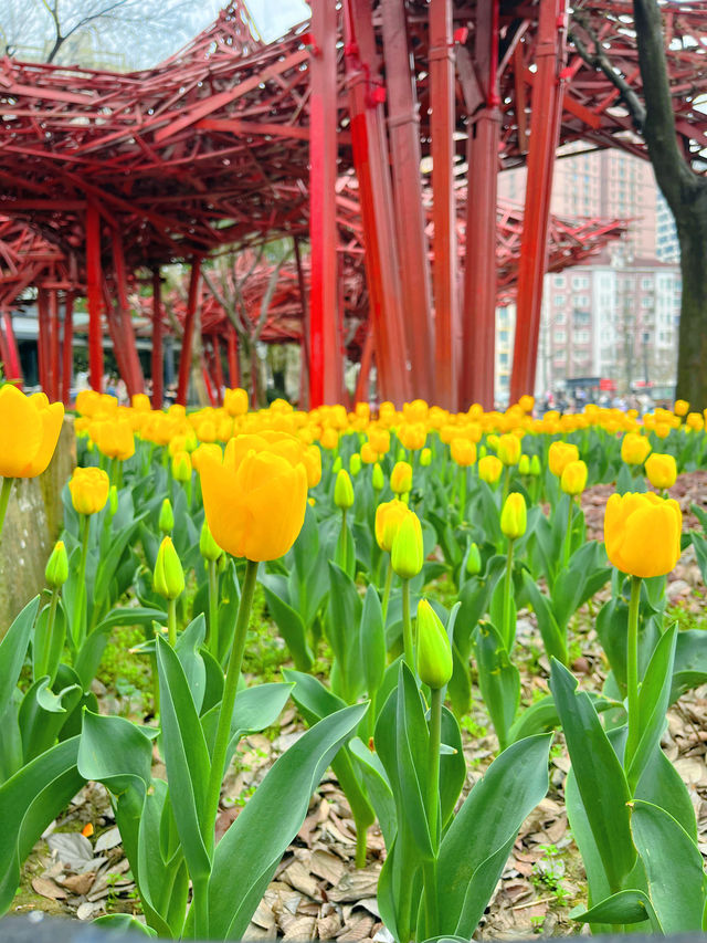 上海賞花 | 靜安雕塑公園鬱金香開了