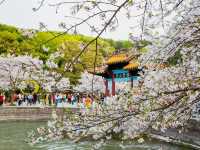 Cherry Blossom Splendor in Wuxi, Jiangsu 🌸🏞️
