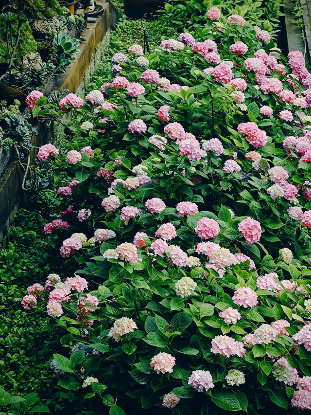 德陽 綿竹一日遊 德陽 綿竹一日遊