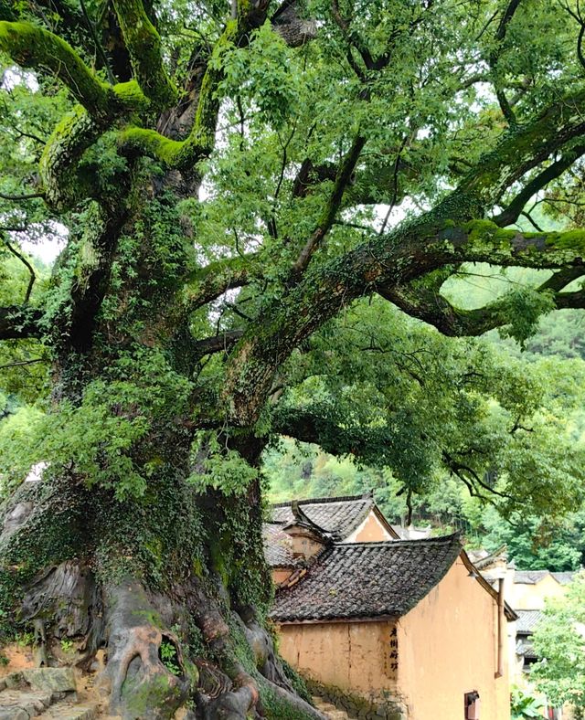 浙江麗水松陽避世古村落