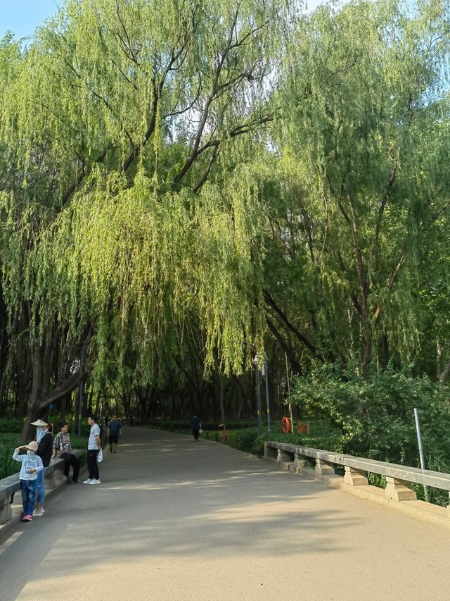 濟南西值得打卡的天然氧吧森林