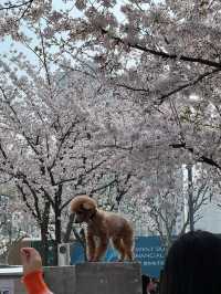 So Many Cherry Blossoms at Long Museum 🌸