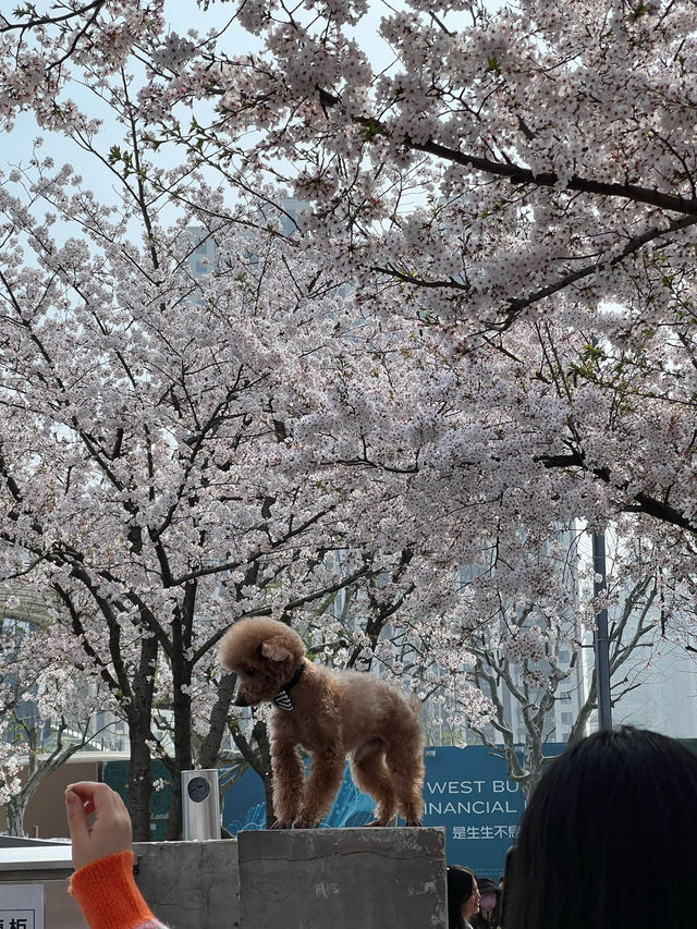 So Many Cherry Blossoms at Long Museum 🌸