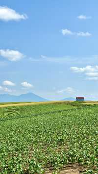 北海道美瑛的多彩大地