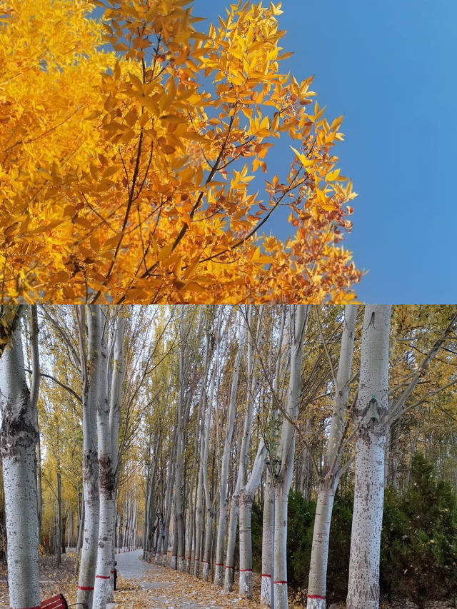 寧夏的深秋這麼玩就對了