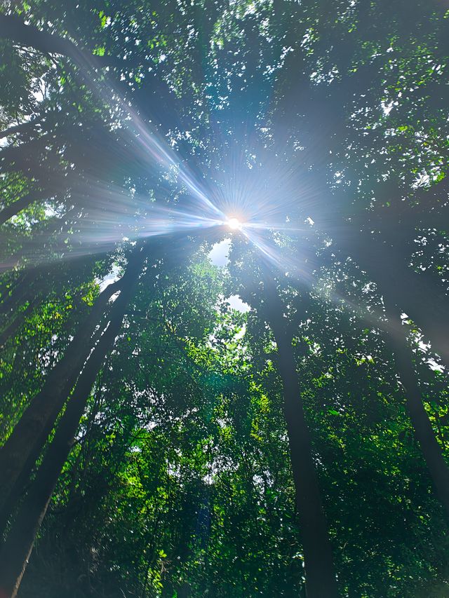 陽台山公園。