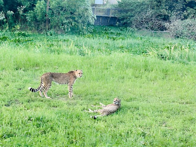 夜遊上海野生動物園