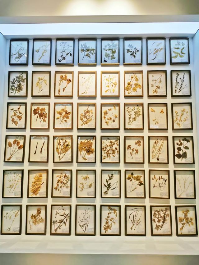 中國關藥博物館。 中國關藥博物館。