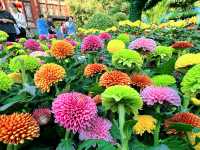 開封古城牆賞菊，一步一景美如畫。。