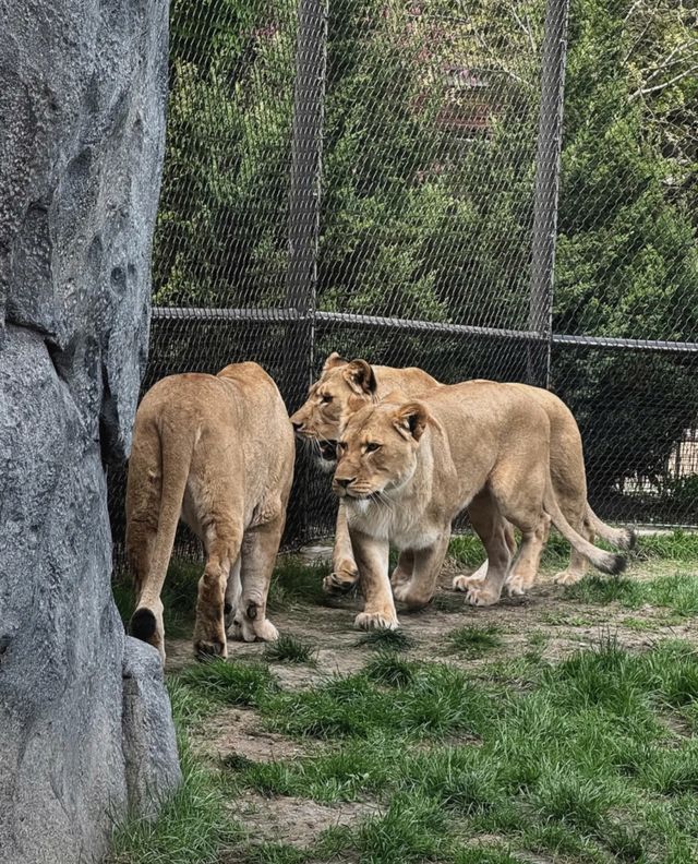 走進動物世界狂歡｜林肯公園動物園。