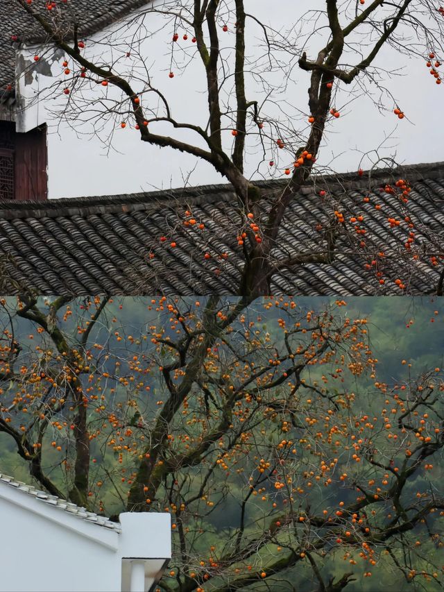 秋天的四明山。