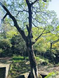 南京老山森林公園 | 親子秋遊寶藏地 。