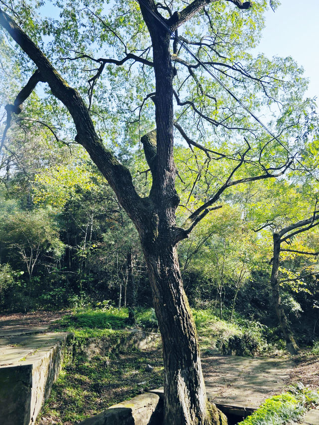 南京老山森林公園 | 親子秋遊寶藏地 。