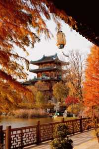 金陵小城的葉子紅了。